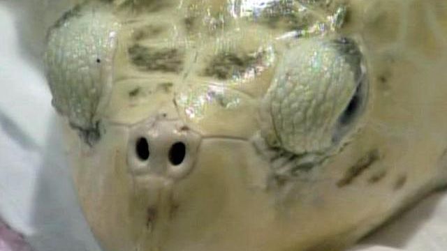 Sea turtle is trans-Atlantic traveler
