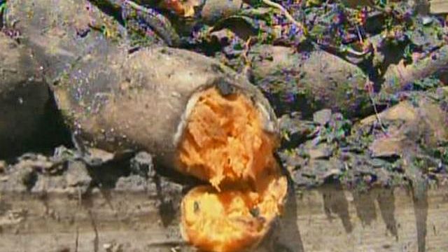 Fire burns sweet-potato warehouse