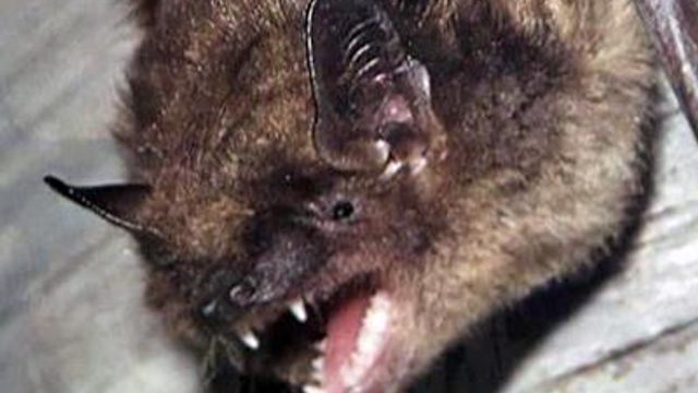 Bats create trouble at Franklinton apartment