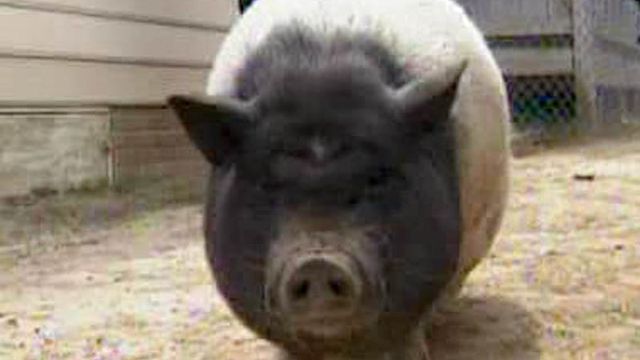 Some not hog wild over pet pig in Erwin