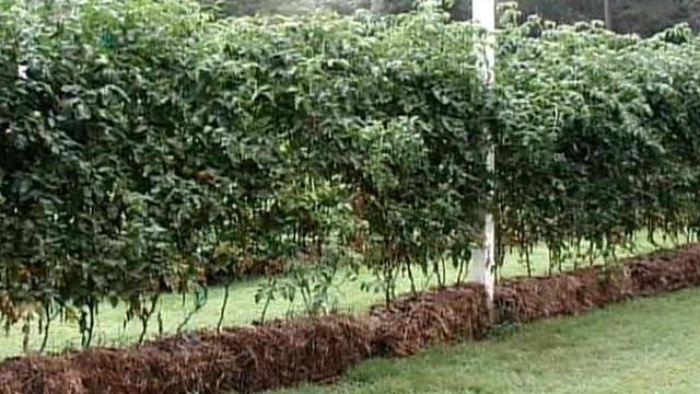 Tomatoes, peppers pop up in straw bale gardens