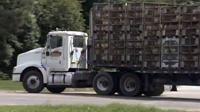 Chicken plant back in operation after fatality