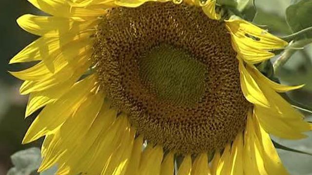 Sunflowers could produce biofuel for Raleigh