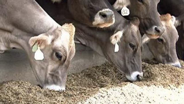 Dairy farmers hope buy-local push continues