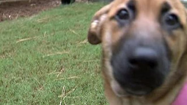 Couple adopts dog that nearly drowned
