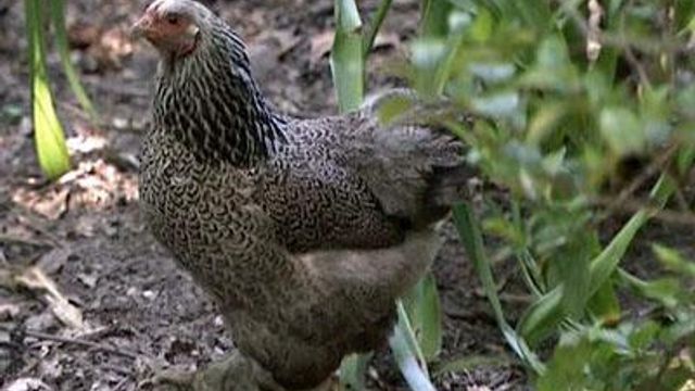 Chickens back on Cary council's agenda