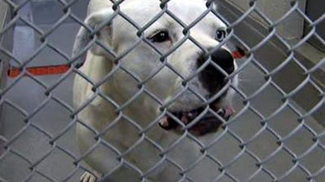 Stray pit bulls blamed for pets' attacks
