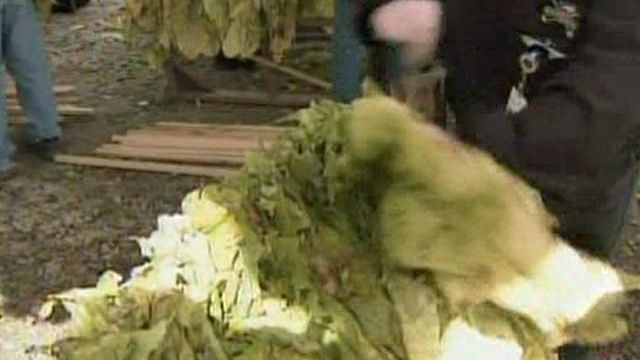 State Fair starts with tobacco curing