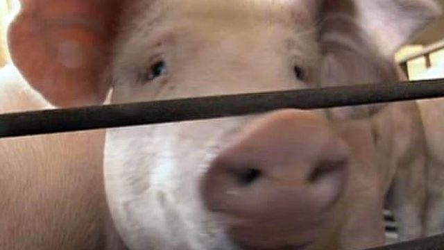 Four N.C. pork producers go under