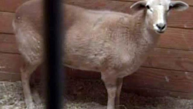 One sheep survived dog attack
