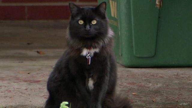 Cats to get banned from roaming Clayton