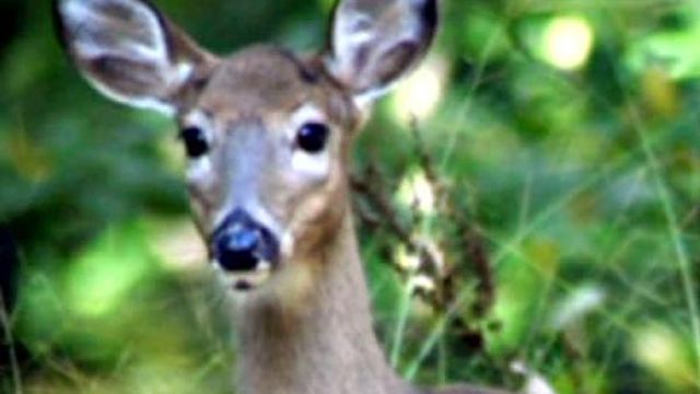 Deer population becomes problem for Chapel Hill