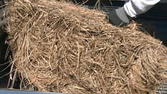 Raleigh homeowners feel safe with pine straw