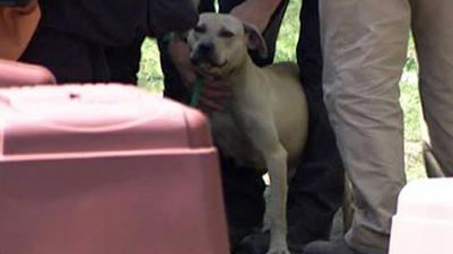 Mount Olive man arrested in dog-fighting raid