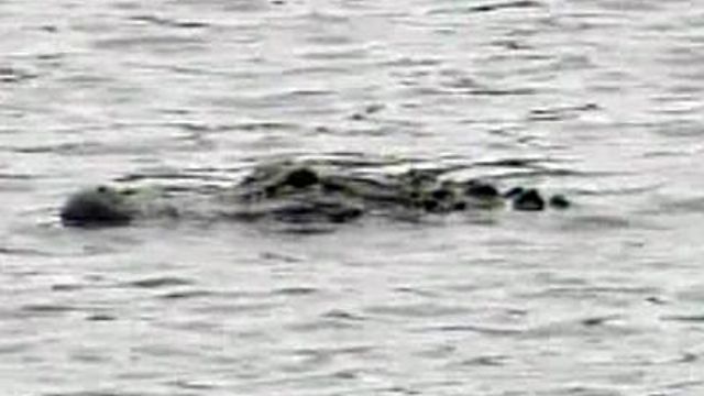 Alligator swims in Hope Mills Lake