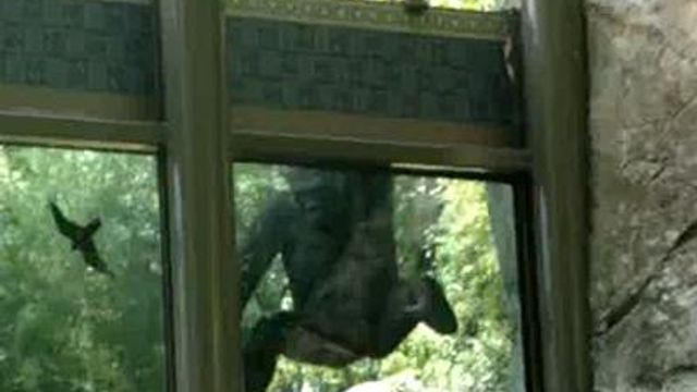 YouTube video: Gorilla's attempted zoo escape