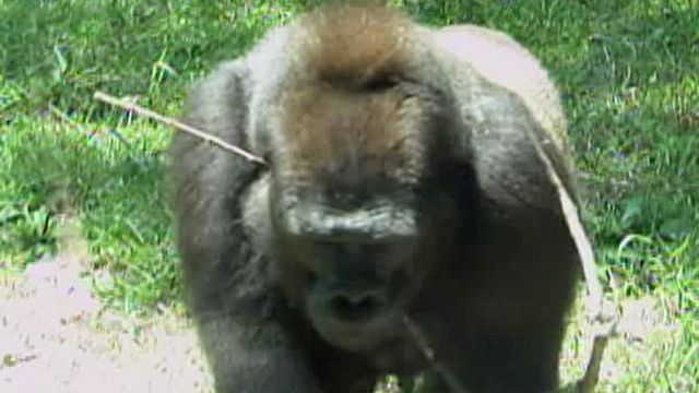 NC Zoo: Animal enclosures are secure