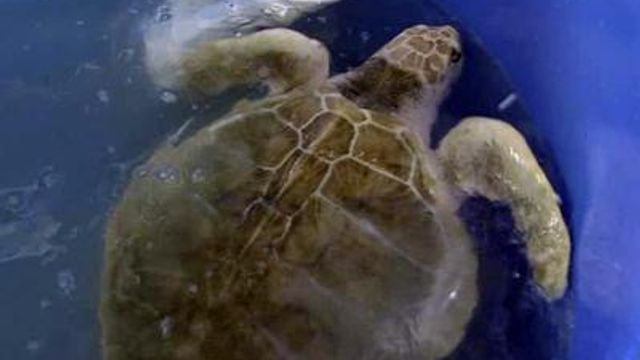 Raleigh vets help sea turtles in the Gulf