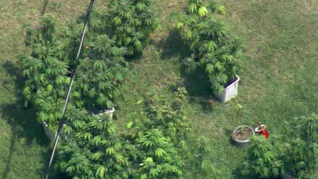  Deputies seize marijuana plants from Willow Spring home