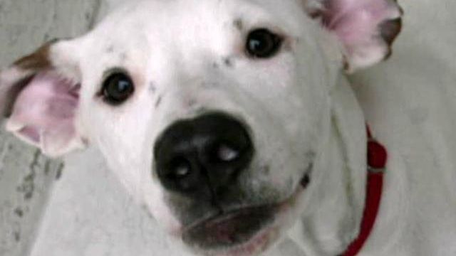 Perdue to sign bill giving jail time for animal cruelty