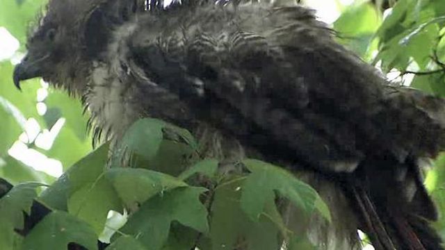 Concerns raised over red-tail hawk's health
