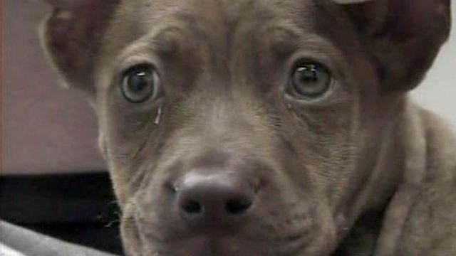 Authorities say puppy was burned in domestic dispute