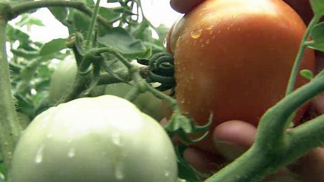Community garden helps those in need