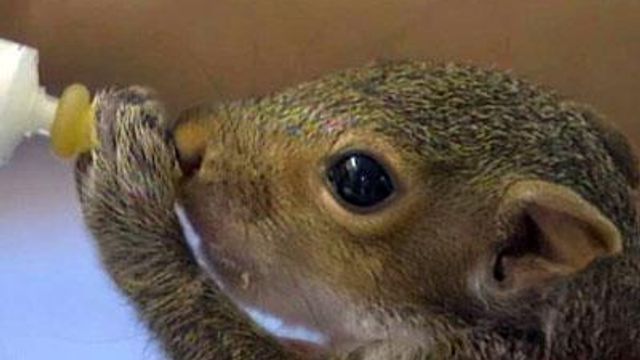 Squirrel delivered to rehab by cab