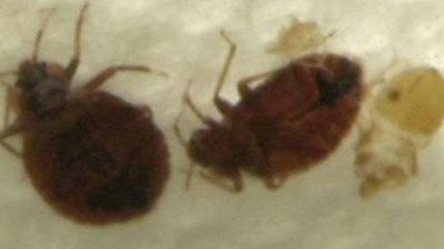 Bedbugs become household hazard