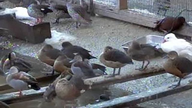 Snow kills wild birds at Scotland Neck sanctuary