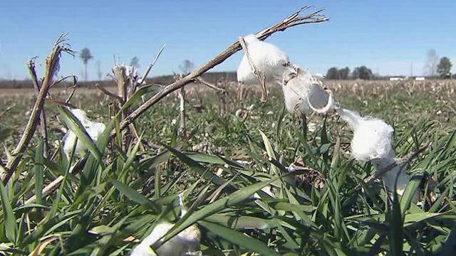 NC farmers bet on growing cotton demand
