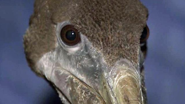 Hurricane-blown pelican roosts in NC