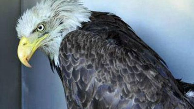 Reward offered after bald eagle killed