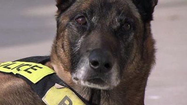 Injured Wake Forest K-9 recovering at home