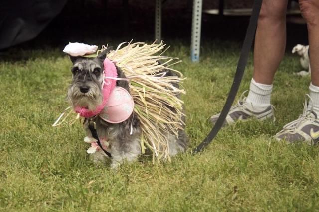 SPCA_K9-3K_41