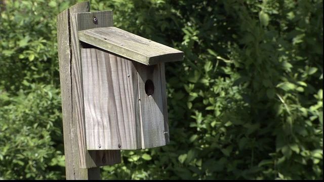 Bluebirds find homes in RTP