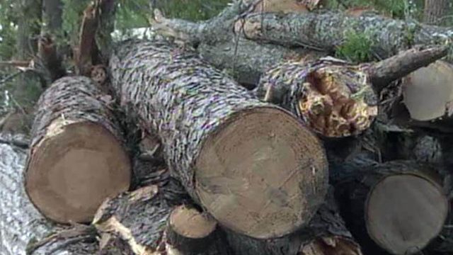Storm debris removal causes confusion for Raleigh neighborhood