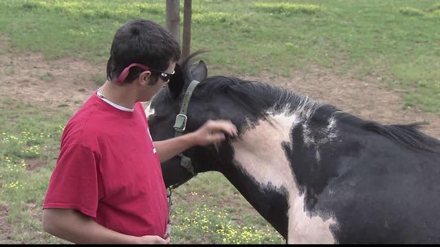 Storms claim horses lives, rancher's livelihood