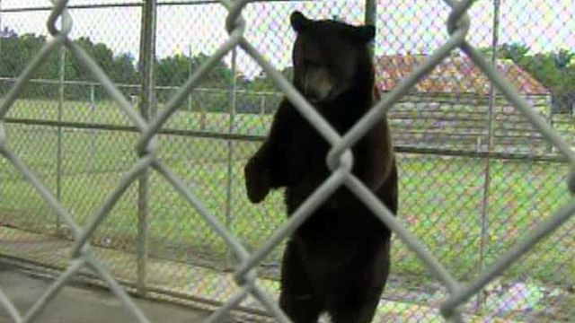 Treatment of bear at Fayetteville ranch sparks debate
