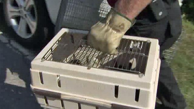 Nearly 200 animals rescued from Zebulon breeding operation
