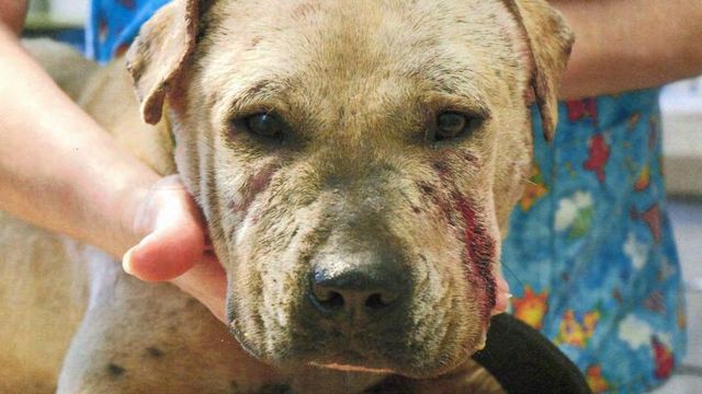 Mount Olive man to be sentenced on dog-fighting charges
