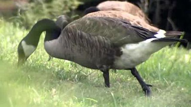 Geese removed from Durham neighborhood