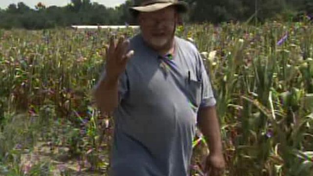 State's corn crops parched by record heat