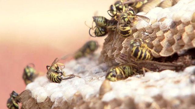 Expert: Yellow jacket swarms swell this summer