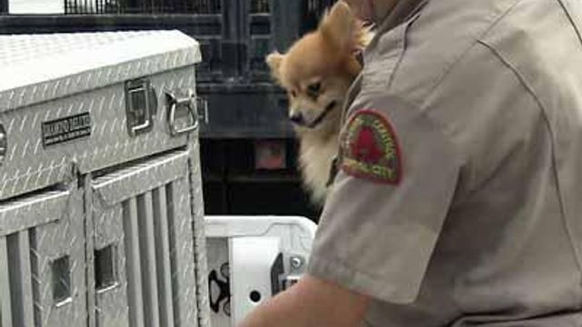 Dogs seized from Raleigh home