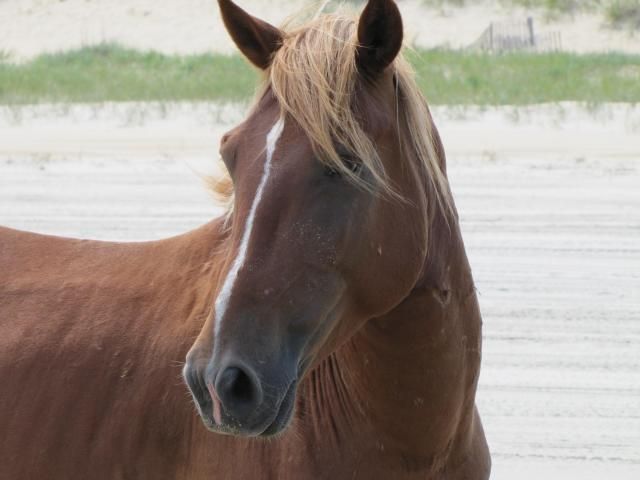 Outer Banks wild horses
