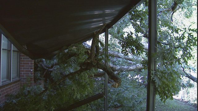 Triangle trees toppled by Irene