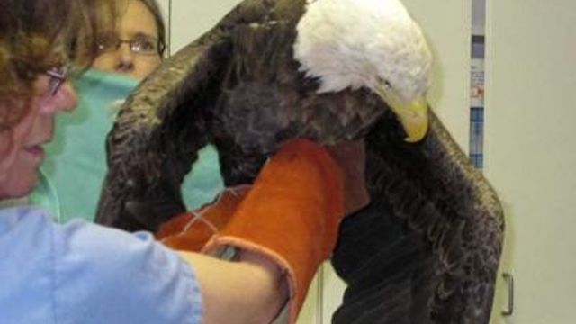 Bald eagle to be released Saturday
