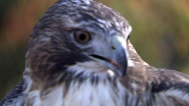 Rattled red-tailed hawk returns to NC