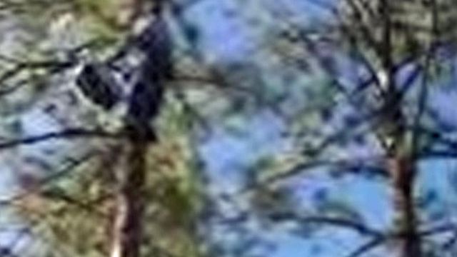 Viewer video: Cat rescued from tree